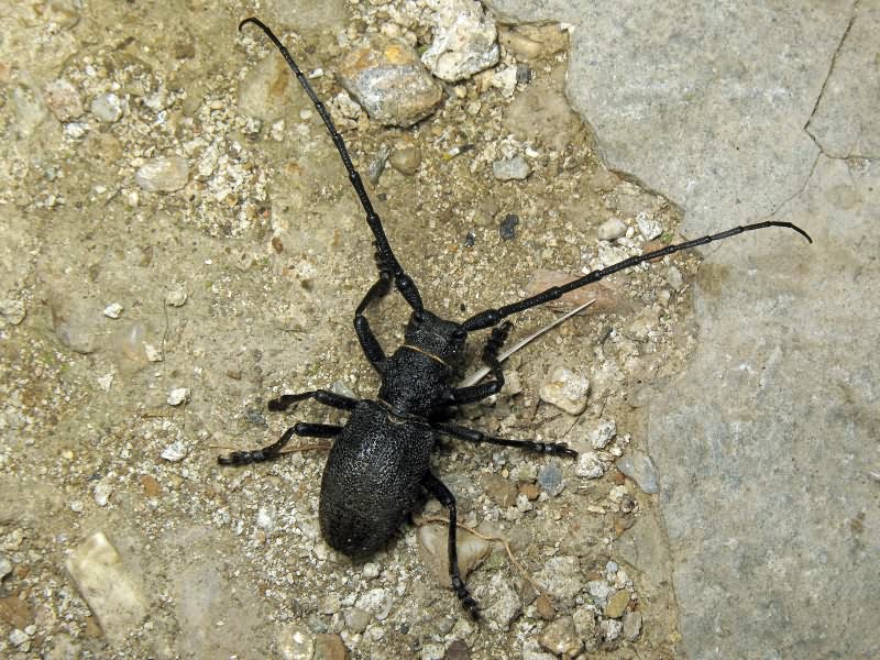 Morimus asper verecundus (Faldermann, 1836)